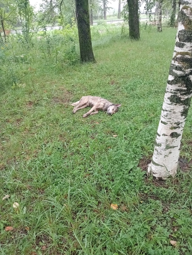 Вчера утром нелюди лишили жизни добрейшего друга,он бы...