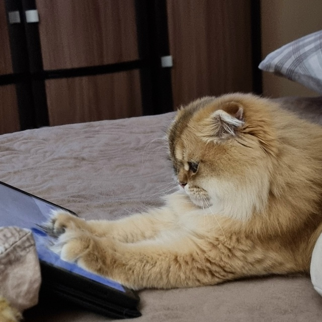 Сидим за планшетом.