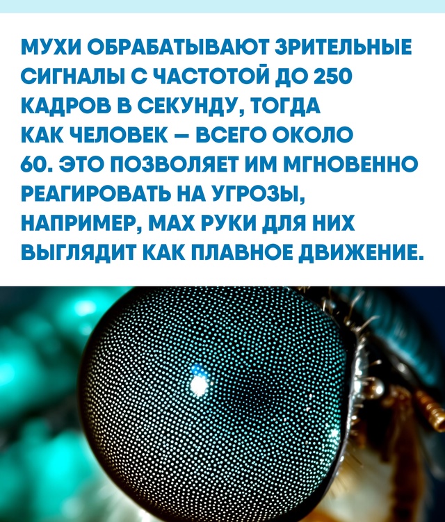 Природа наделила мух удивительной способностью воспр?...