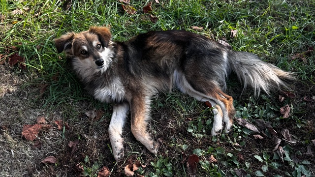 Дружелюбные собачки 🐶 ждут своих хозяев.
Слева мальч?...