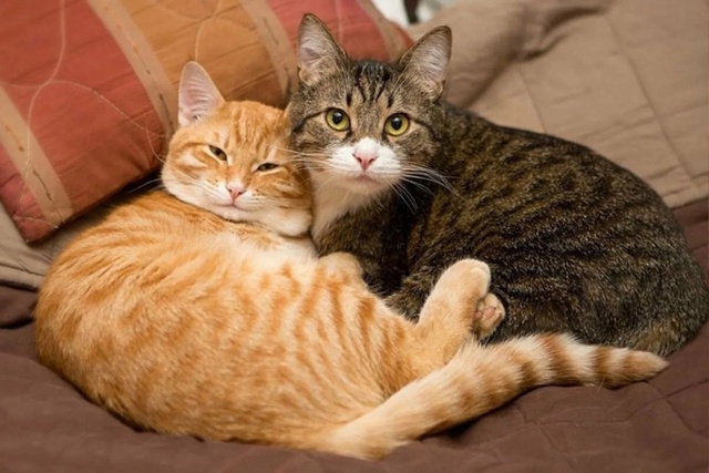 Анон.
Наша кошка дружила с котом он приходил часто ...