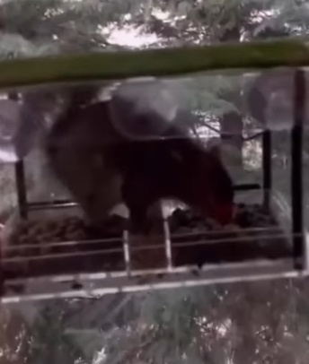 не успела насладиться орешками