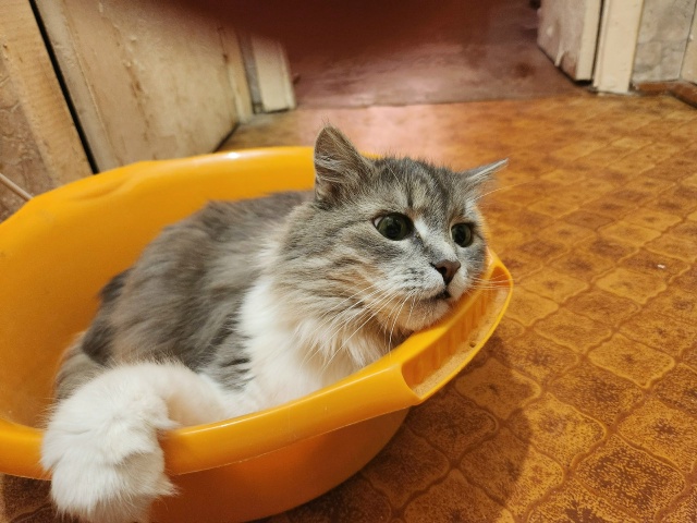 Тиша: А Вы любите сидеть в тазике?🥰🥰🥰