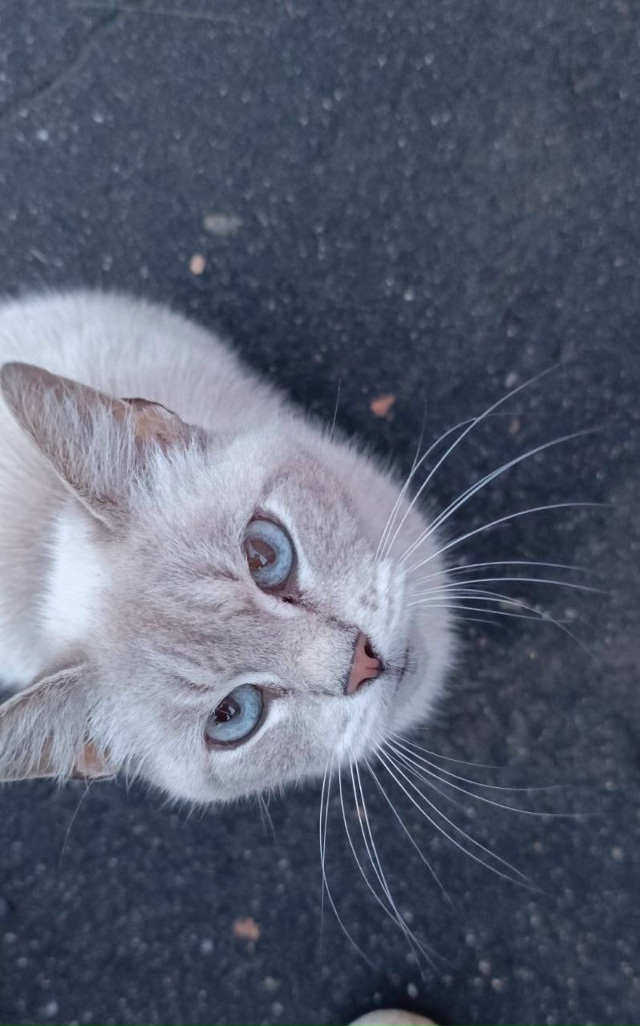 Никто кошечку не терял ??Не исключено,что она на самовы?...