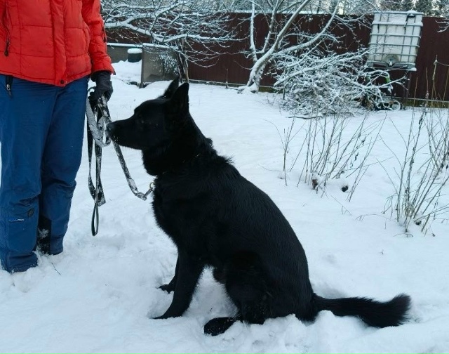 Петергоф!
Чья овчарка!? Хозяин,отзовись!
🛑🛑🛑
Друзья, ...