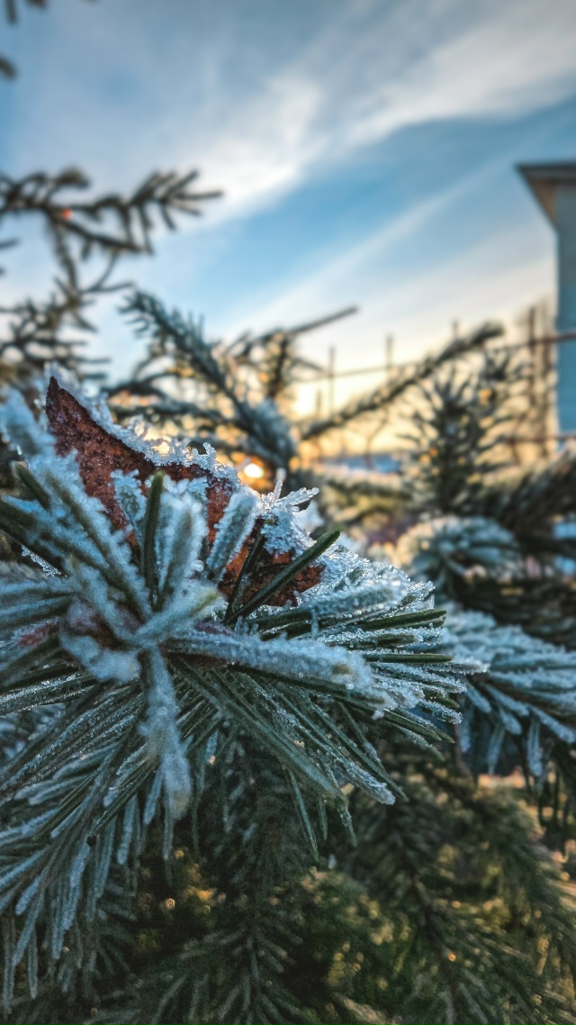 Вот теперь ноябрь ❄️🍂
Снято на мобильник Google Pixel 7 Pro