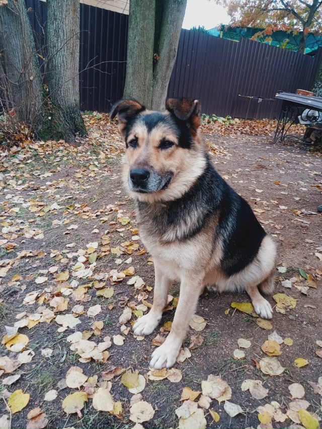 Переславль! Срочно!
С временной передержки убежал Сэм! ...