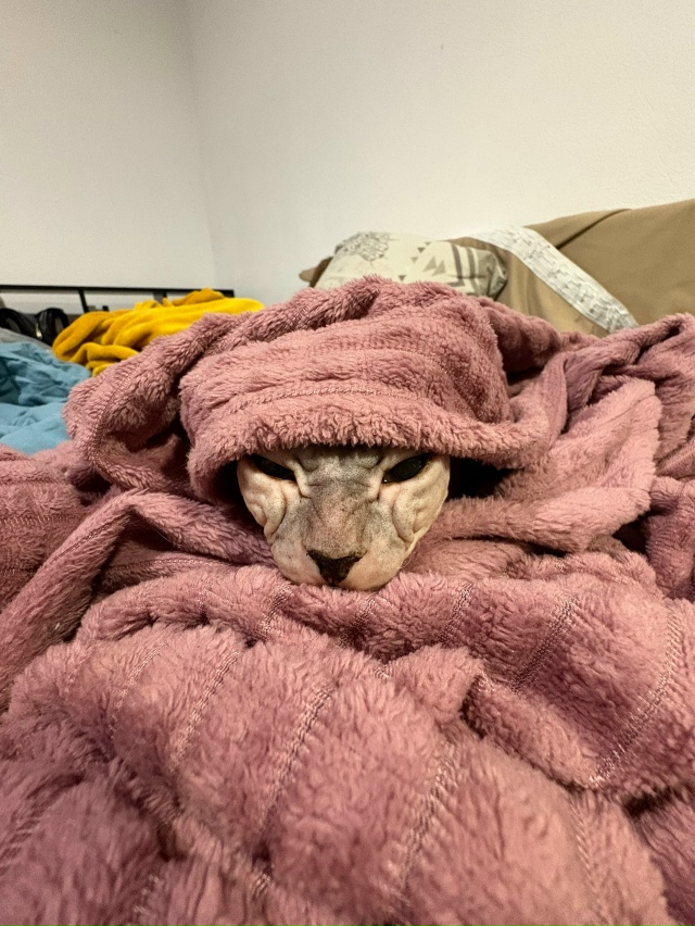 Пару месяцев назад публиковала пост о поиске дома лыси...