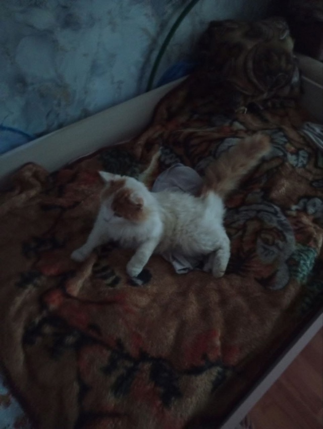 Добрый вечер! Потерялся кот, откликается на кличку Миш?...