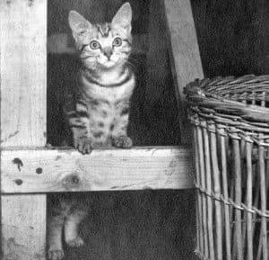 Кот Пиро
Пиро - это полосатый котенок, которого обнар?...