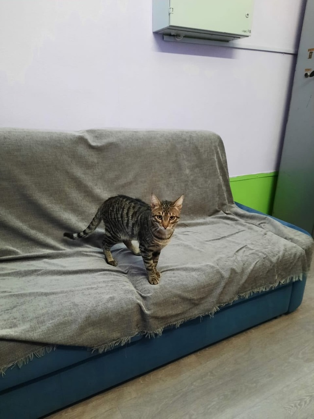 ??? Помогите найти котика ???
Потерялся котик. ?...