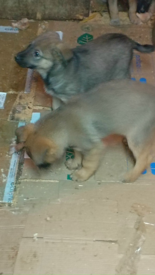 В добрые руки. Мать лайка, отец волкособ. 89041630166.