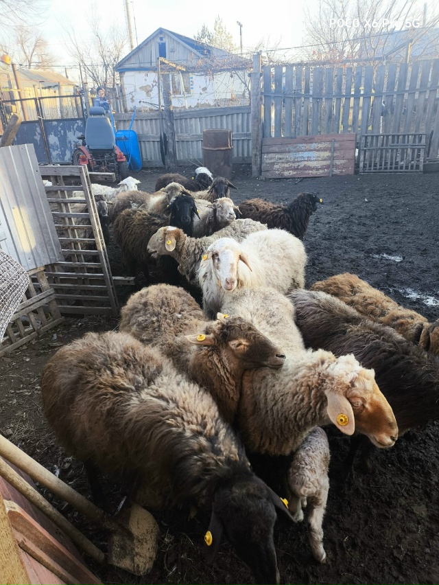 Продам баранов 3 куркара
19 овец 3 ягненка
Тел.+7 951 034-00-28