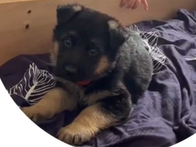 Животные
1. Потерялась собака, бегает по улице кольцев?...