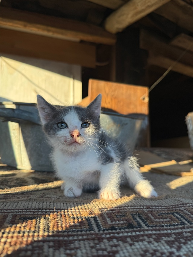 Отдаем в добрые руки
2 мальчика, 3 девочки
89174309377