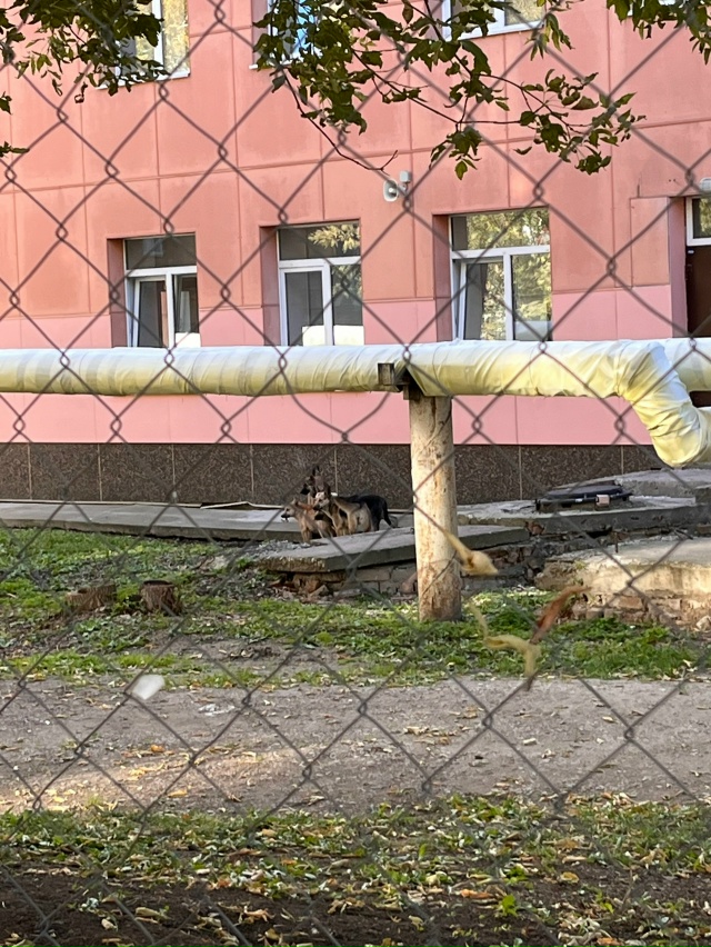 Анонимно пожалуйста ??
Стая собак свободно бегает н?...