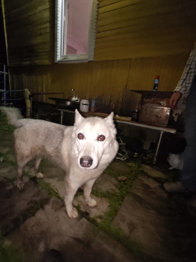 Чья собака? Прибилась при грозе. Кто потерял? Между Бла?...