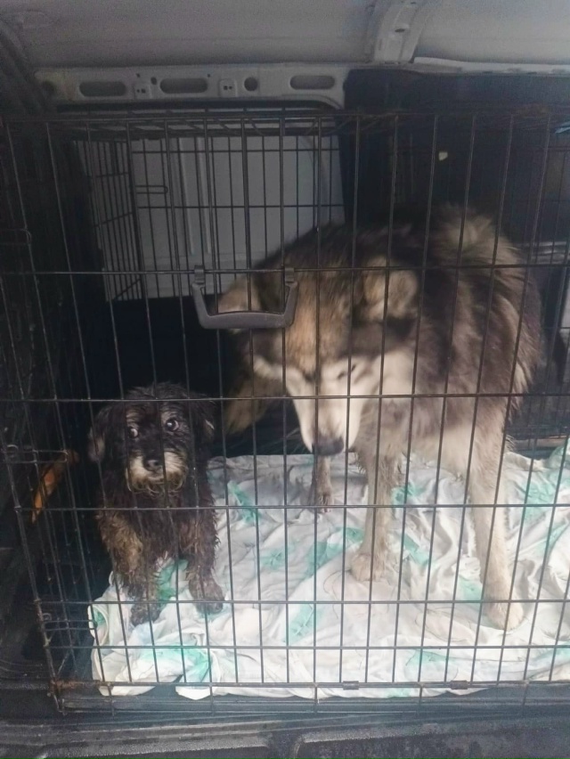 Помогаю информационно♦️
Отлов
У этих бедолаг умерла ?...