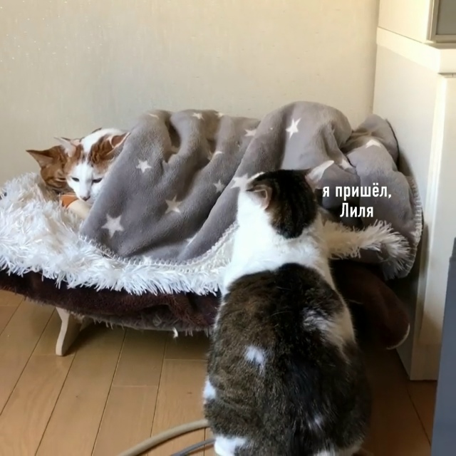 Любовный треугольник Маяковского: