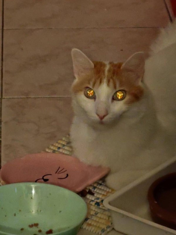 Пользовательница Реддита заметила у своей кошки Y-образный рисунок внутри глаза и решила поинтересов