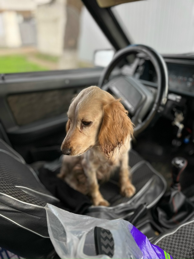 Чья потеряшка? Отзовитесь! Долго держать у себя не смож...