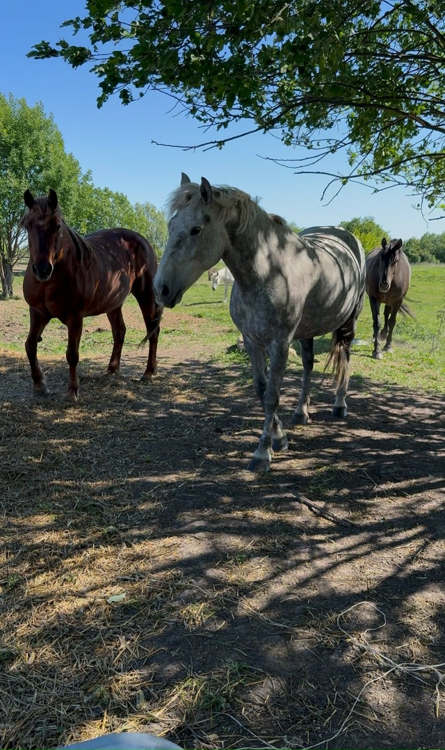 Украли лошадей!!! 05.11.2025 Тульская область,Одоевский рай...