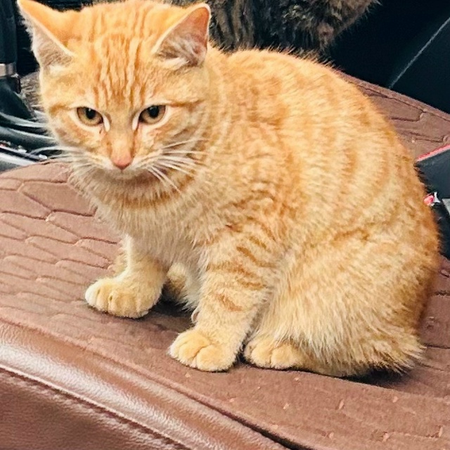 Подрощенные котята в добрые руки.
Деревенские подрощ?...