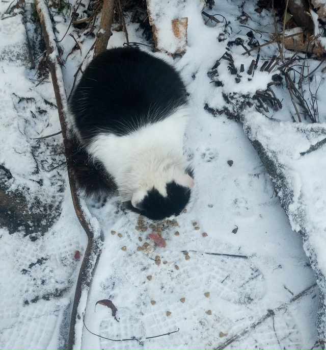 Уважаемые садоводы деревеньки Пеньки (Рассвет) и нерав...