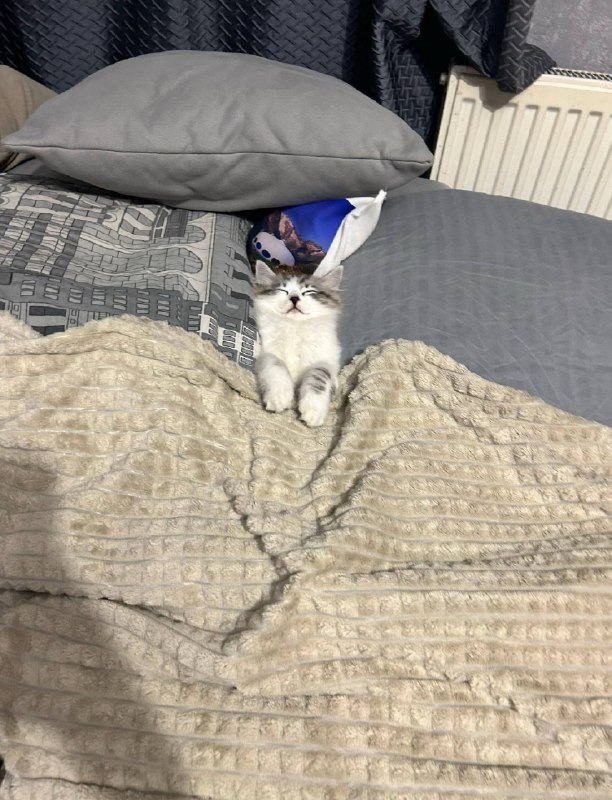 Слатких снов :3