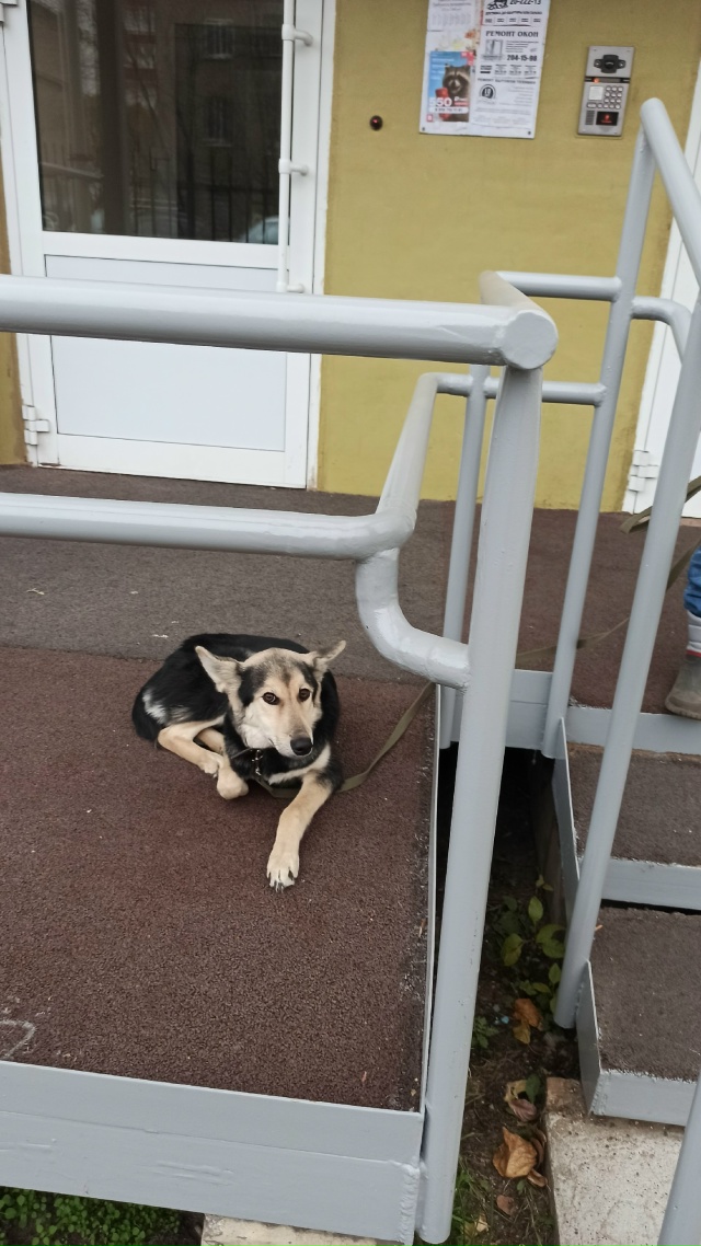 Адмирала Ушакова 15 у 4-го подъезда лежит собачка с 7 утр?...