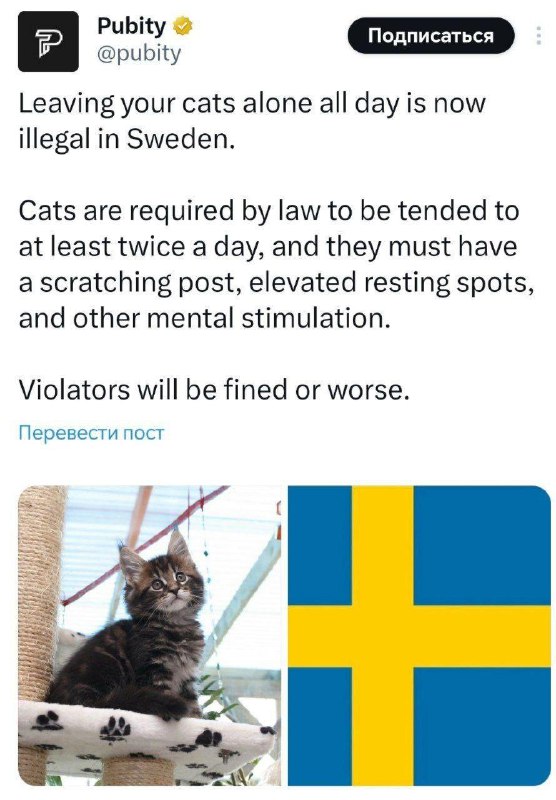 В Швеции запретили оставлять котиков в одиночестве на весь день — за это грозит штраф или даже тюрьм