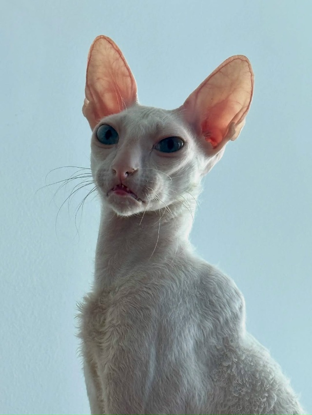 Милый инопланетянин😃