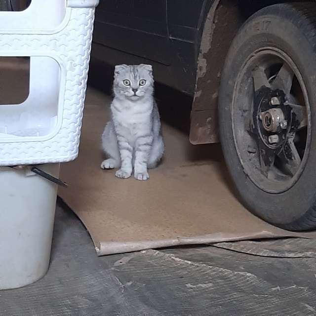 Пришла кошка,отзовитесь ,кто потерял.Забрать ул Кирова...