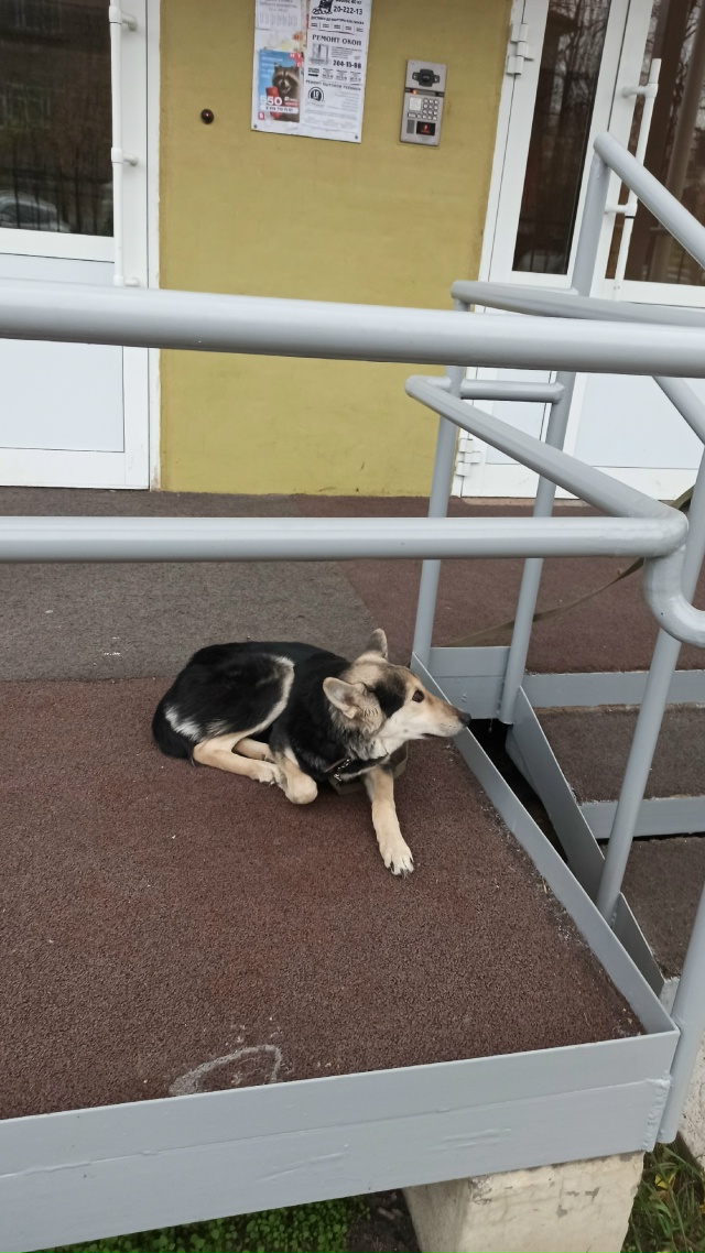 Адмирала Ушакова 15 у 4-го подъезда лежит собачка с 7 утр?...