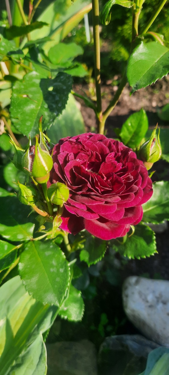 🌹 Юлькины Розы – вдохновение, выращенное с любовью 🌹...