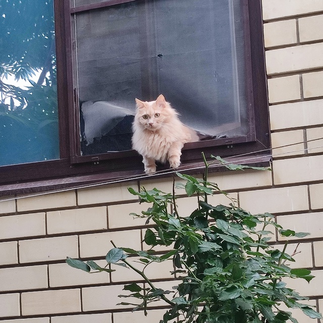 Смотрящий