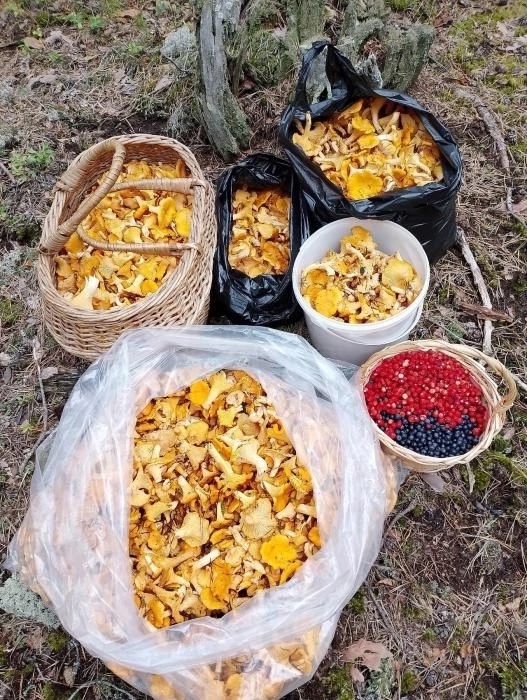 Лисичковое безумие в псковских лесах 🤪
Грибы собира?...