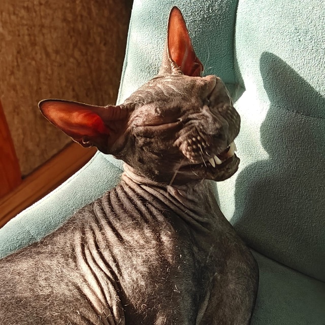 Кот любит солнышко