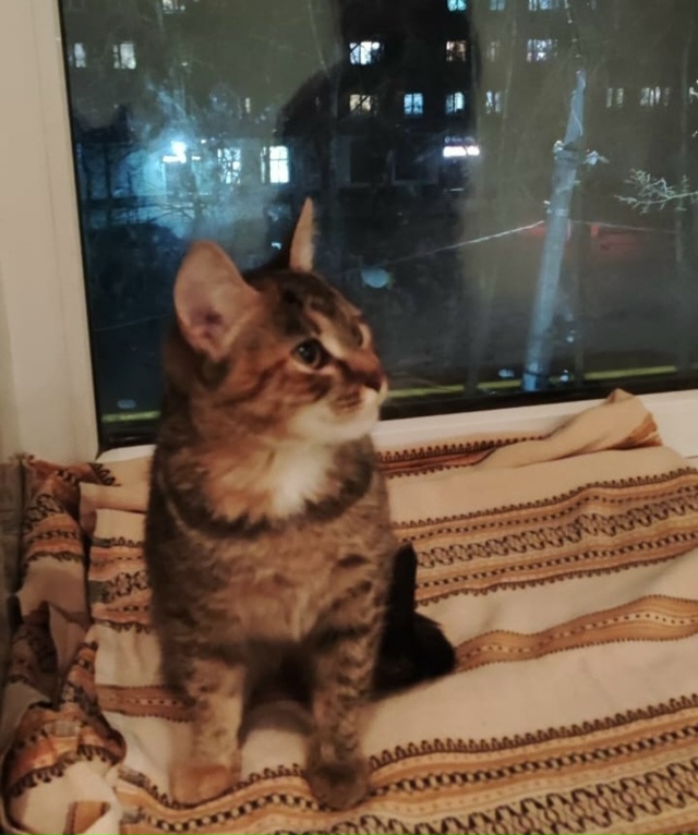 В поисках дома и добрых рук кошечка. Возраст 3 мес. Очен?...