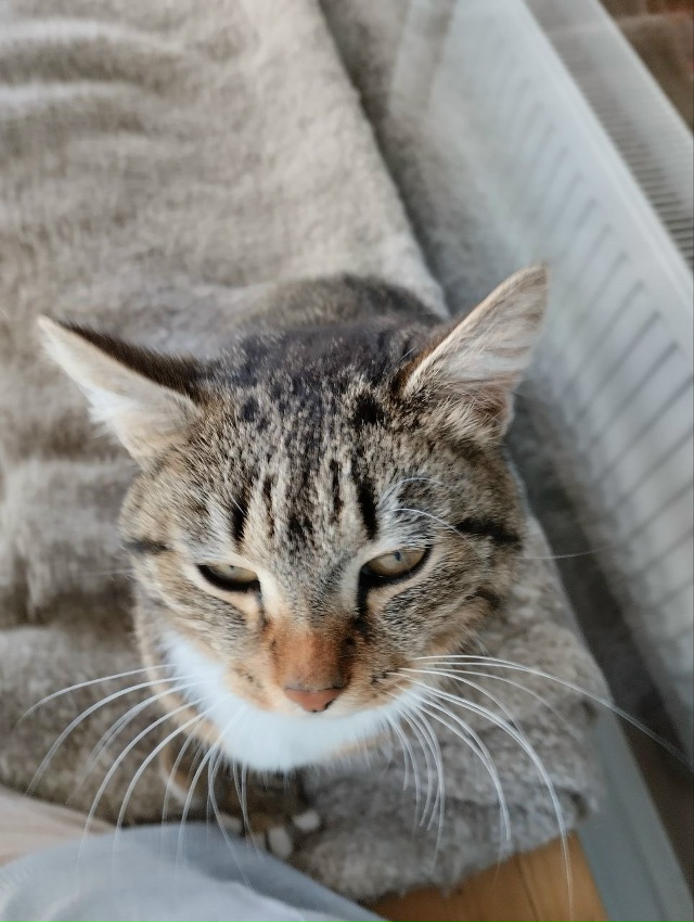 В мае в д.Бурдята появилась кошечка, она очень добрая, ?...