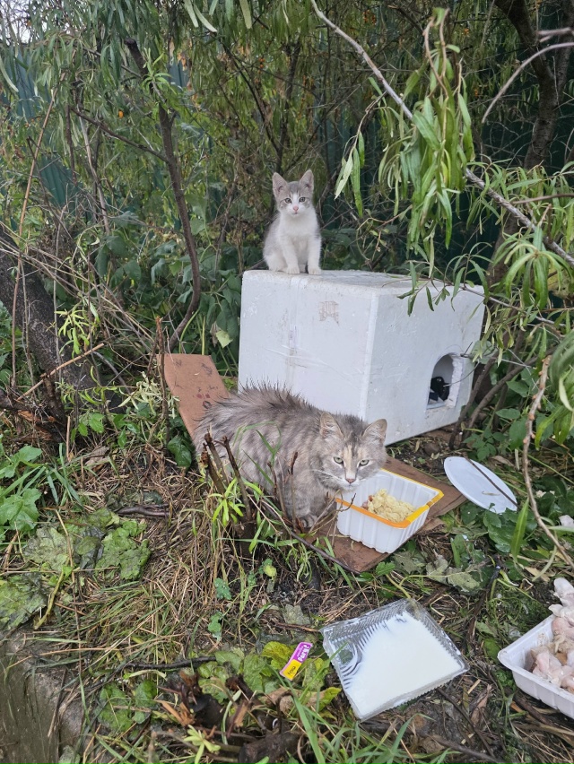 Возле пятиэтажного дома на Февральской 40
живут трое ма...