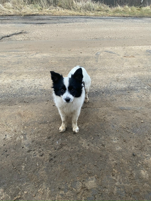 Доброго времени суток✨
Чья собачка?
Бегала и ждала на ?...