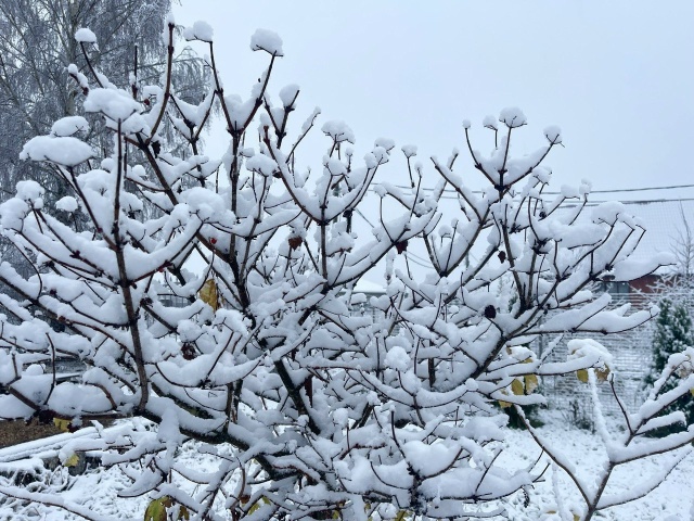 Бегает на Возмище. Щенок, вроде девочка. Красный ошейни...