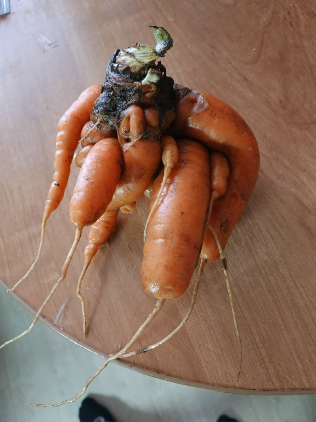 Отдам морковку 🥕 в хорошие руки, которые это распутаю...