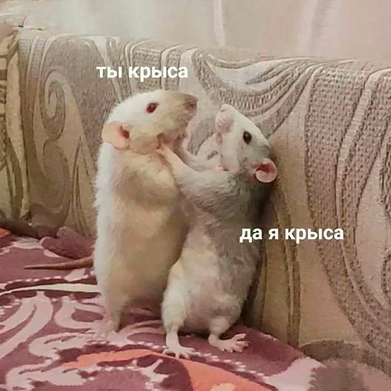 Сегодня отмечается Всемирный день крысы
Ты знаешь, кого нужно поздравить
