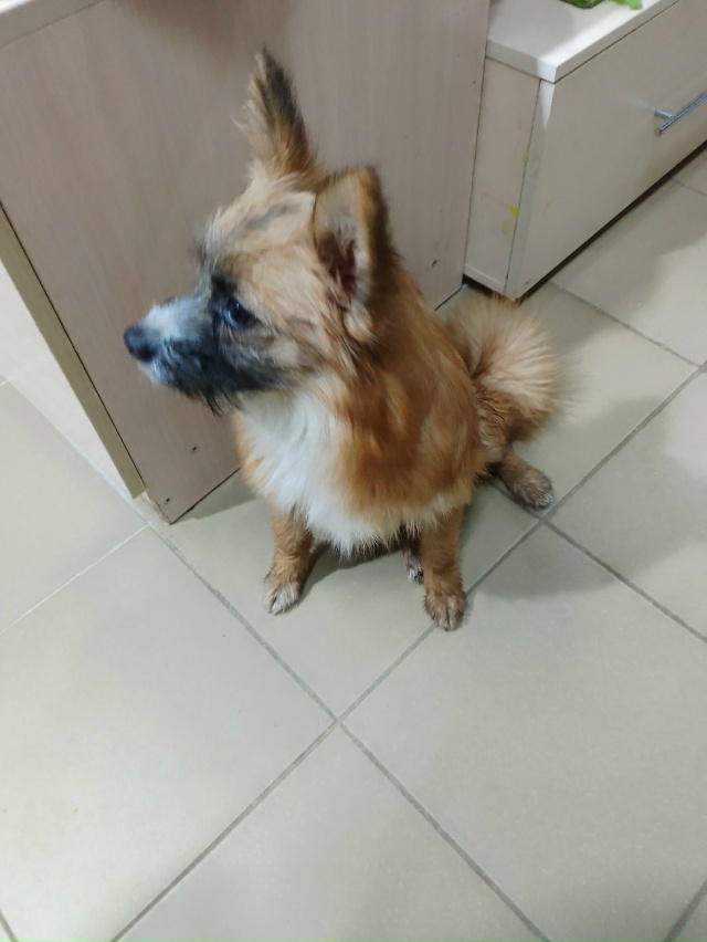 Чья потеряшка в здание ТЦ на ул. Дружба 7? Поспрашивайте...