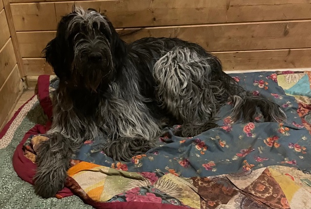 Потерялся 1.10.2025г. в 14.30,Мальчик в лесу между Поречье-Том...