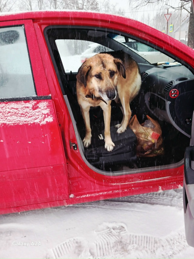 Что собака, бегает на Площади. Запрыгнула ко мне в маши...