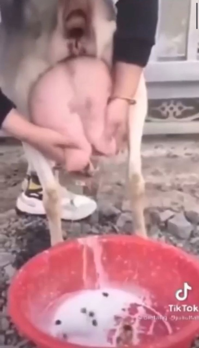 несквик с молочком