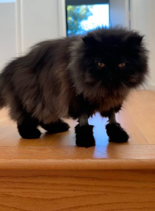 Кот в сапогах